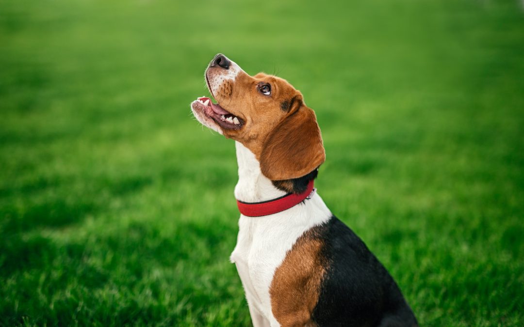 Ensuring a Happy and Healthy Life for Your Furry Friend: Essential Things for Pet Dogs