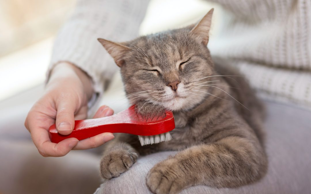 A Purr-fect Pampering: Essential Grooming Tips for Your Feline Friend